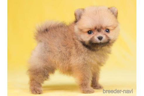 成約済の東京都のポメラニアン-200313の3枚目